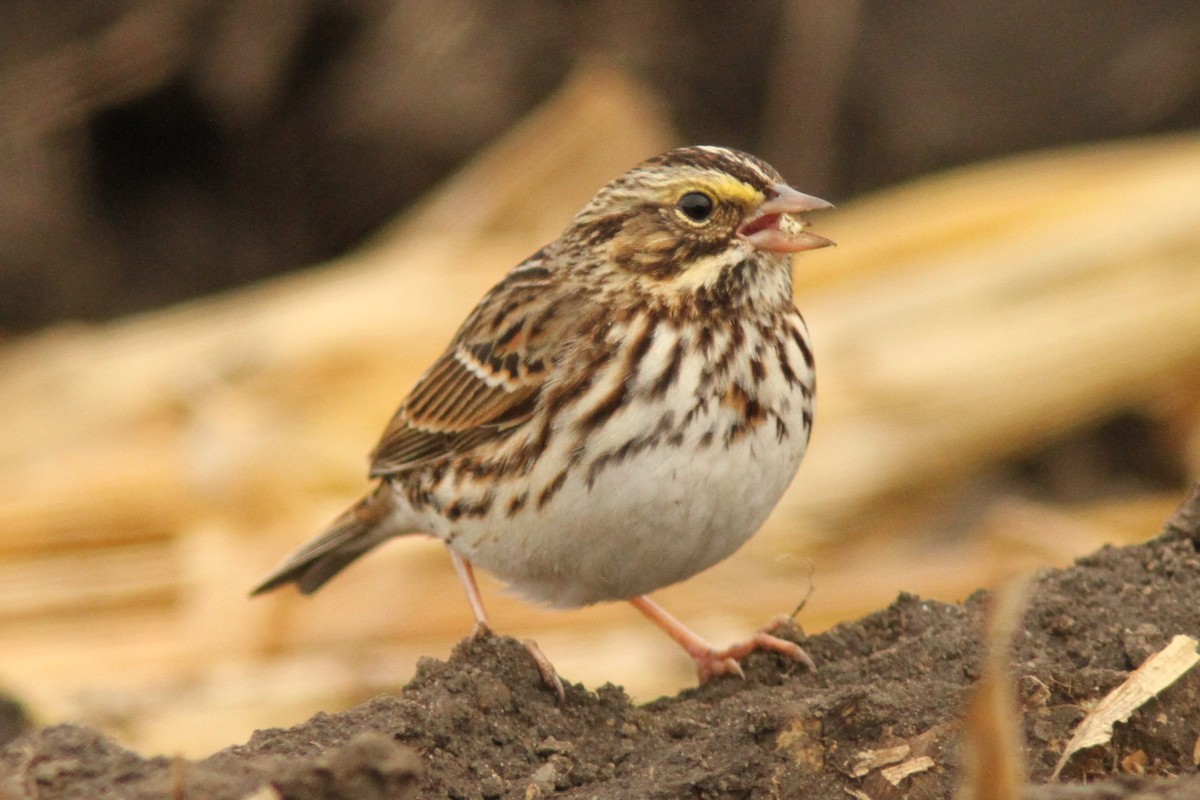Savannah Sparrow - ML644541747