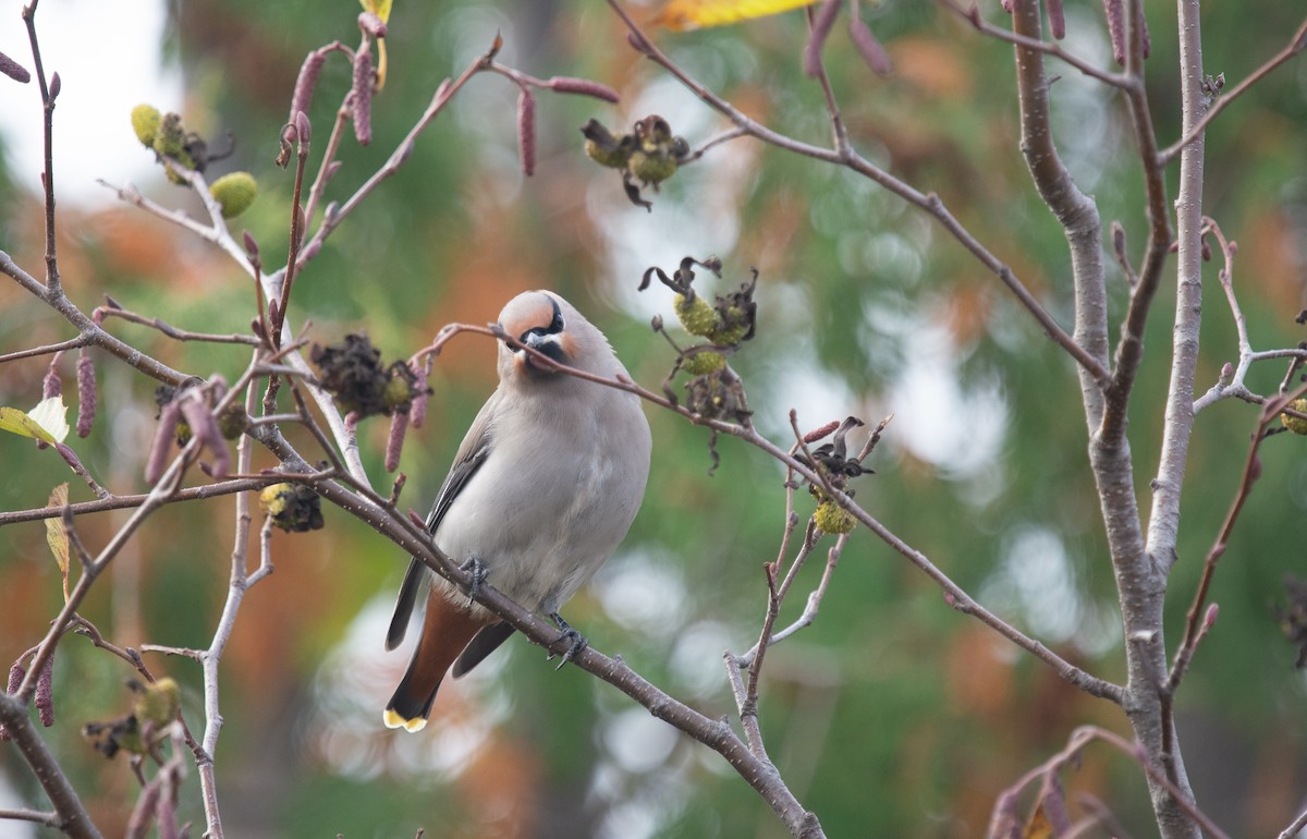 Шивэр энхэт бялзуухай - ML644541748