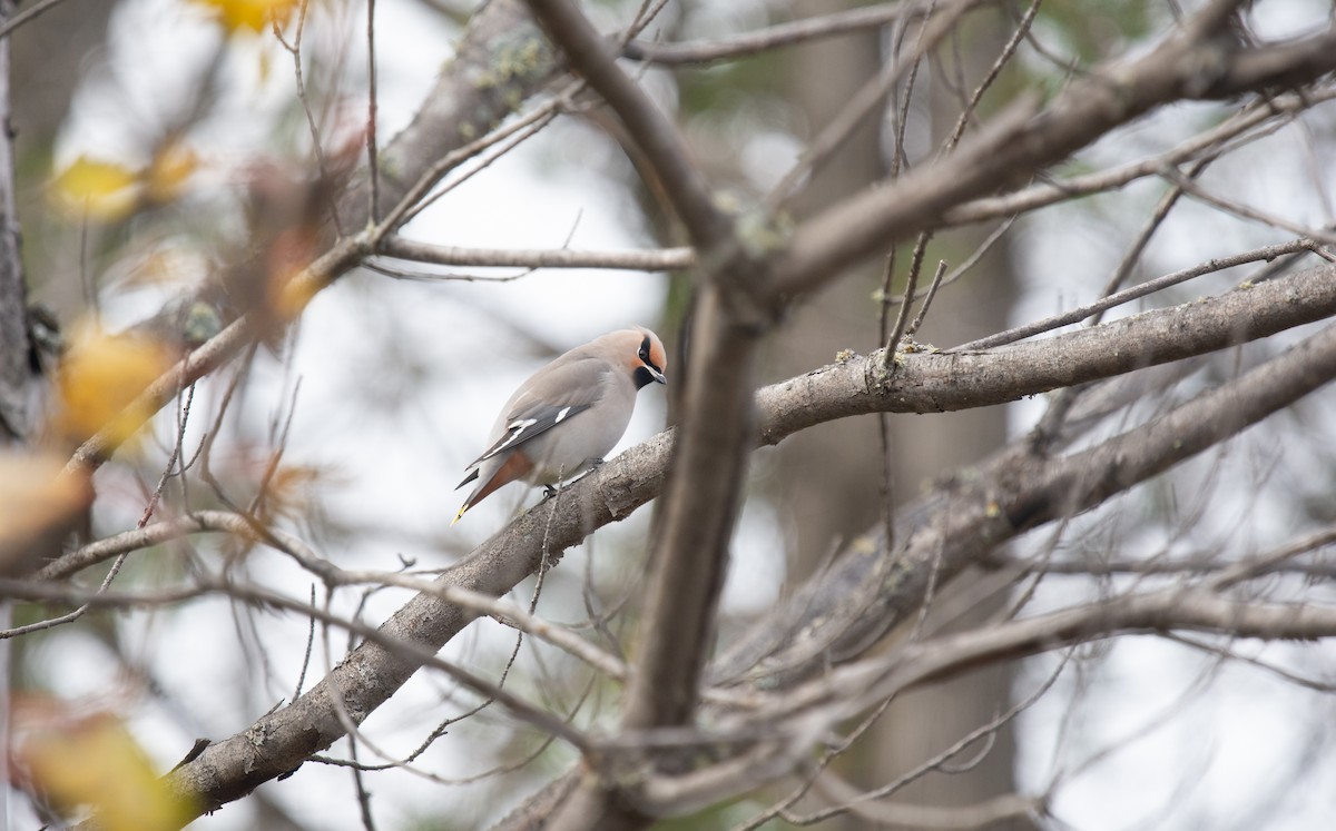 Шивэр энхэт бялзуухай - ML644541749