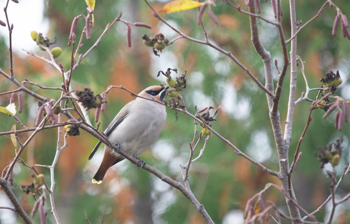Шивэр энхэт бялзуухай - ML644541750
