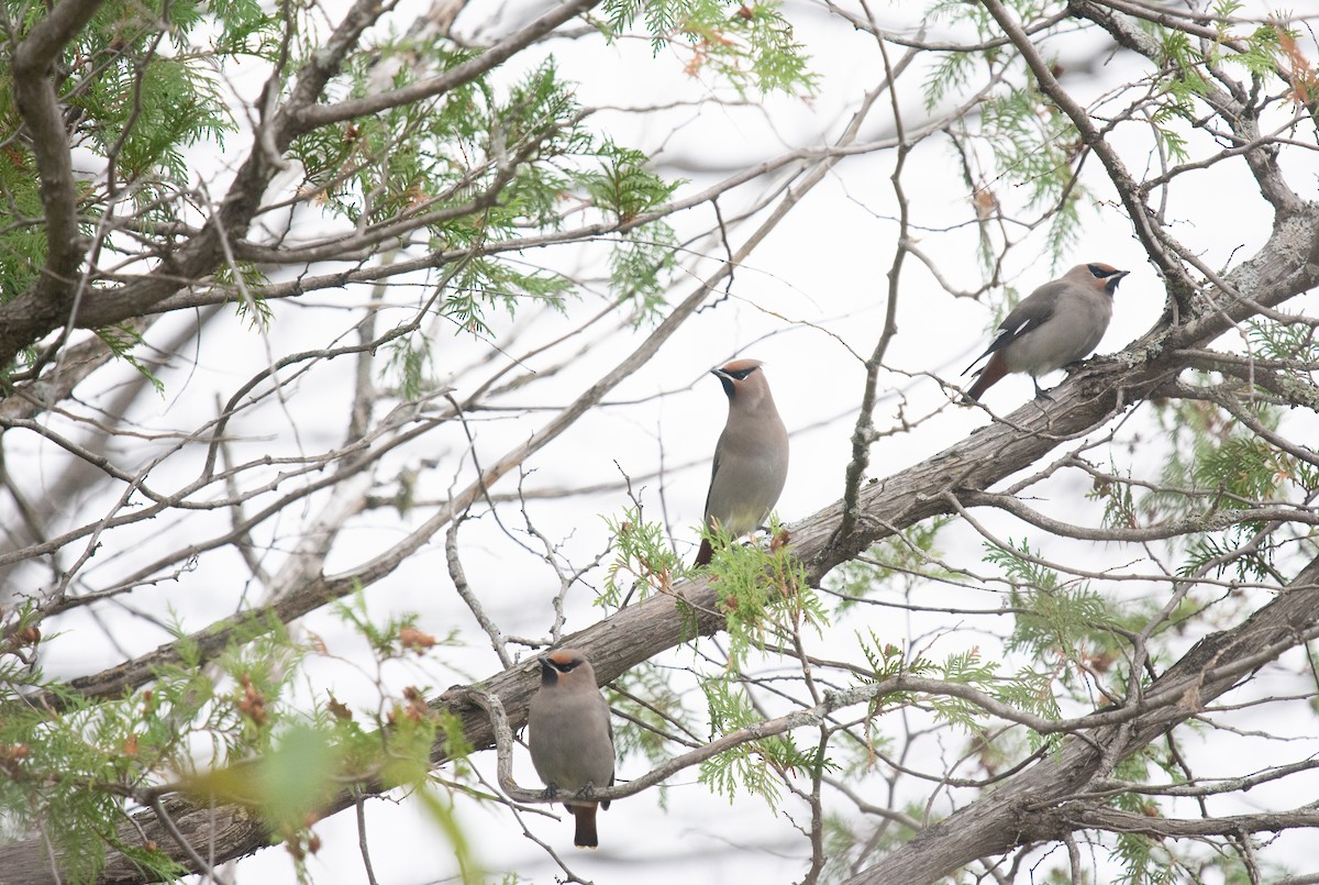 Шивэр энхэт бялзуухай - ML644541751