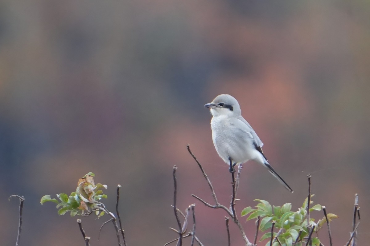 Умардын дунхай - ML644541752