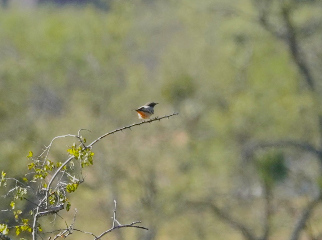 Say's Phoebe - ML644541753