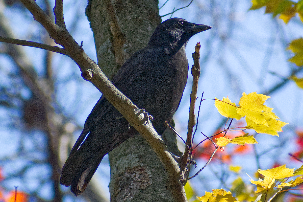 American Crow - ML644541754