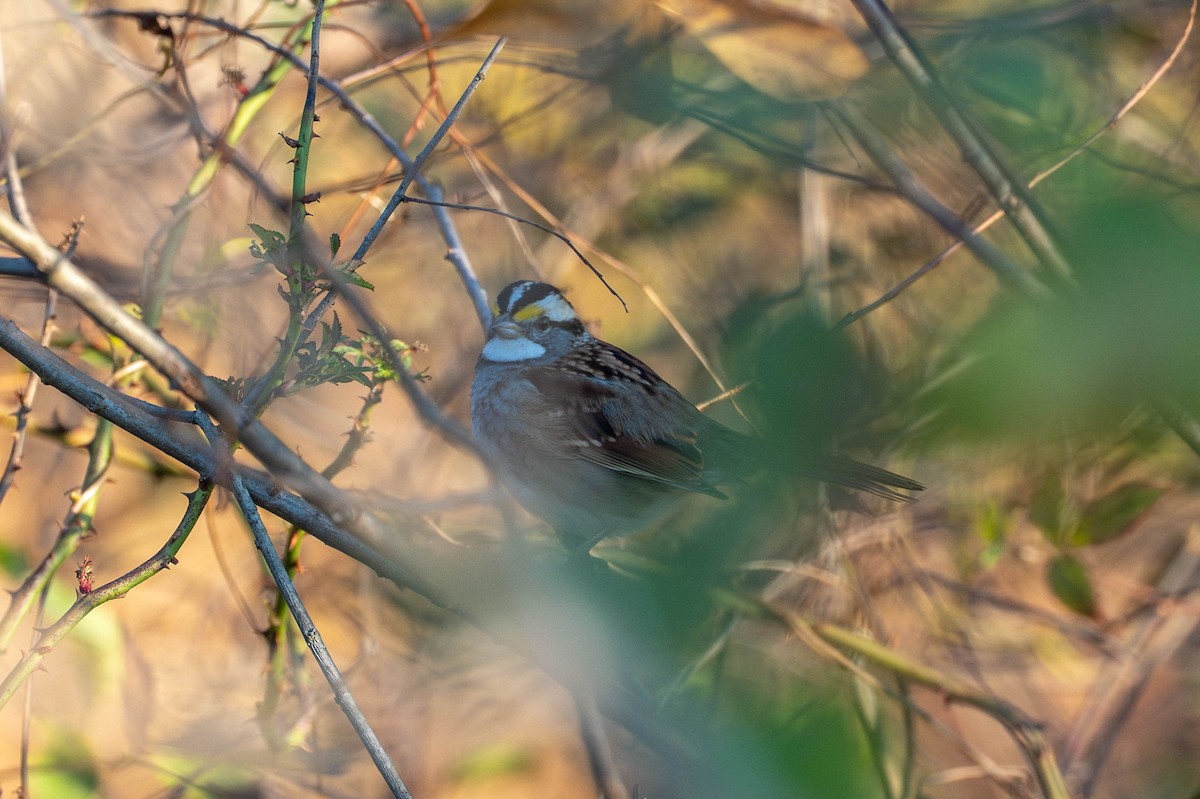 White-throated Sparrow - ML644541755