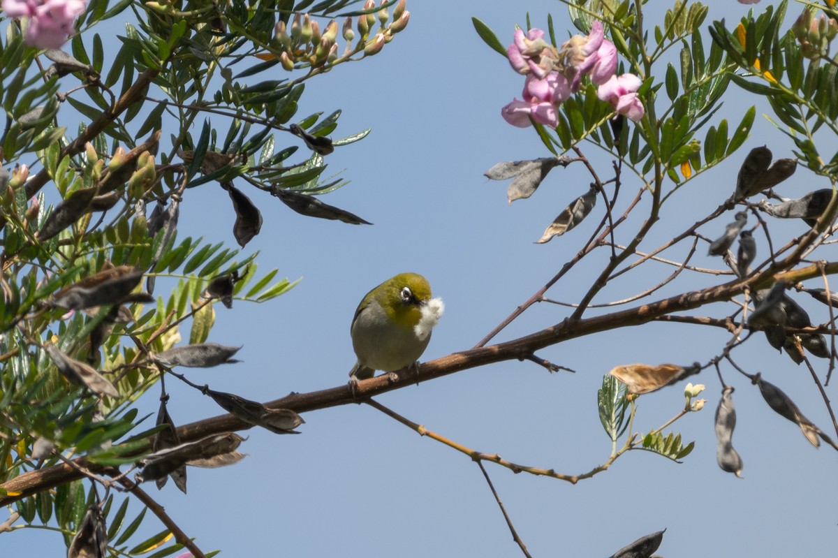 Cape White-eye - ML644541756