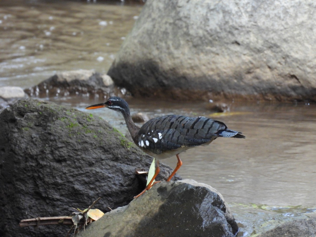 Sunbittern - ML644541758
