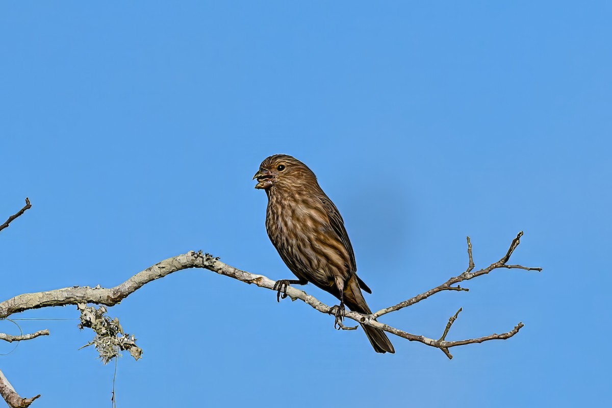House Finch - ML644541759