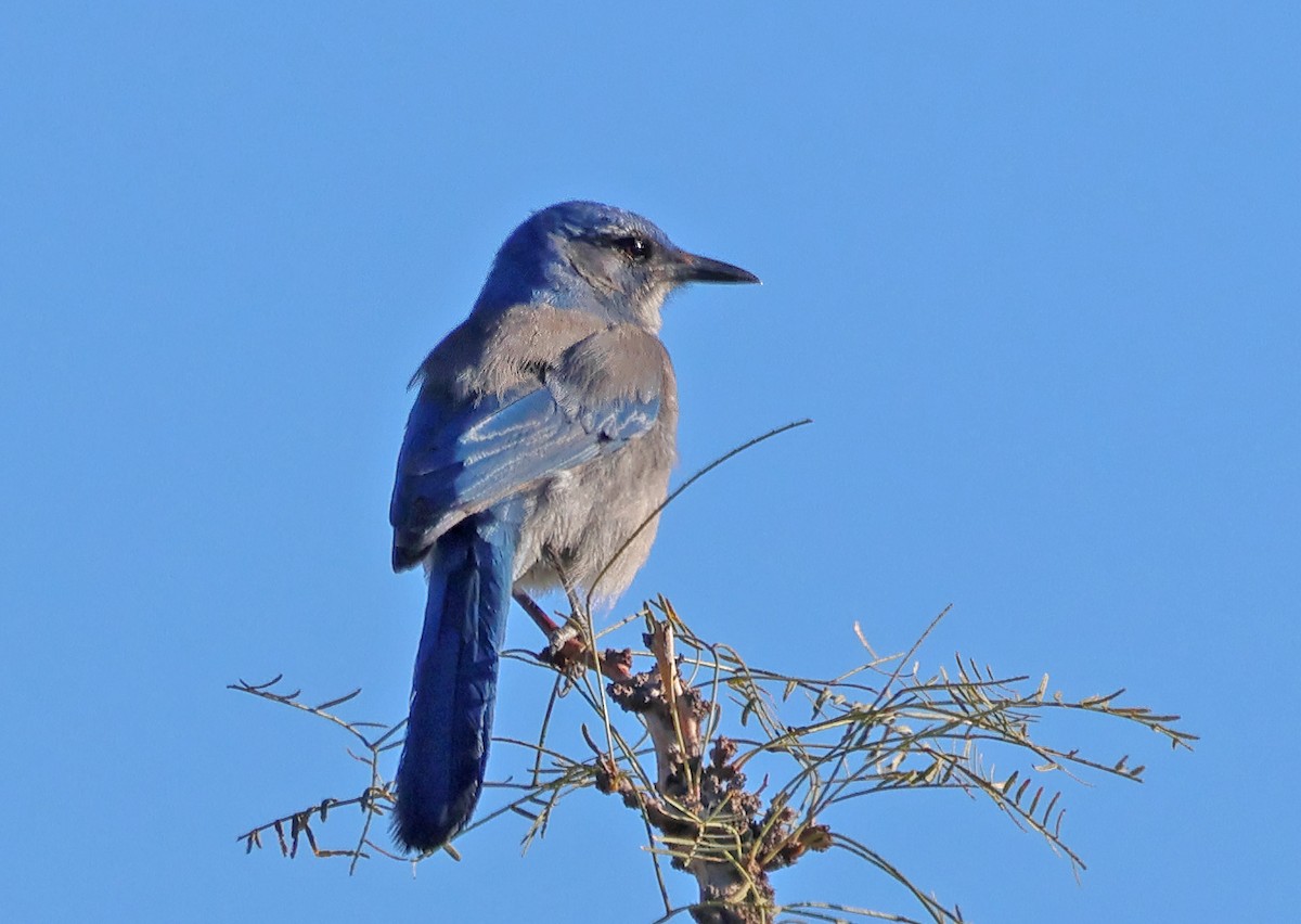 Woodhouse's Scrub-Jay - ML644541762