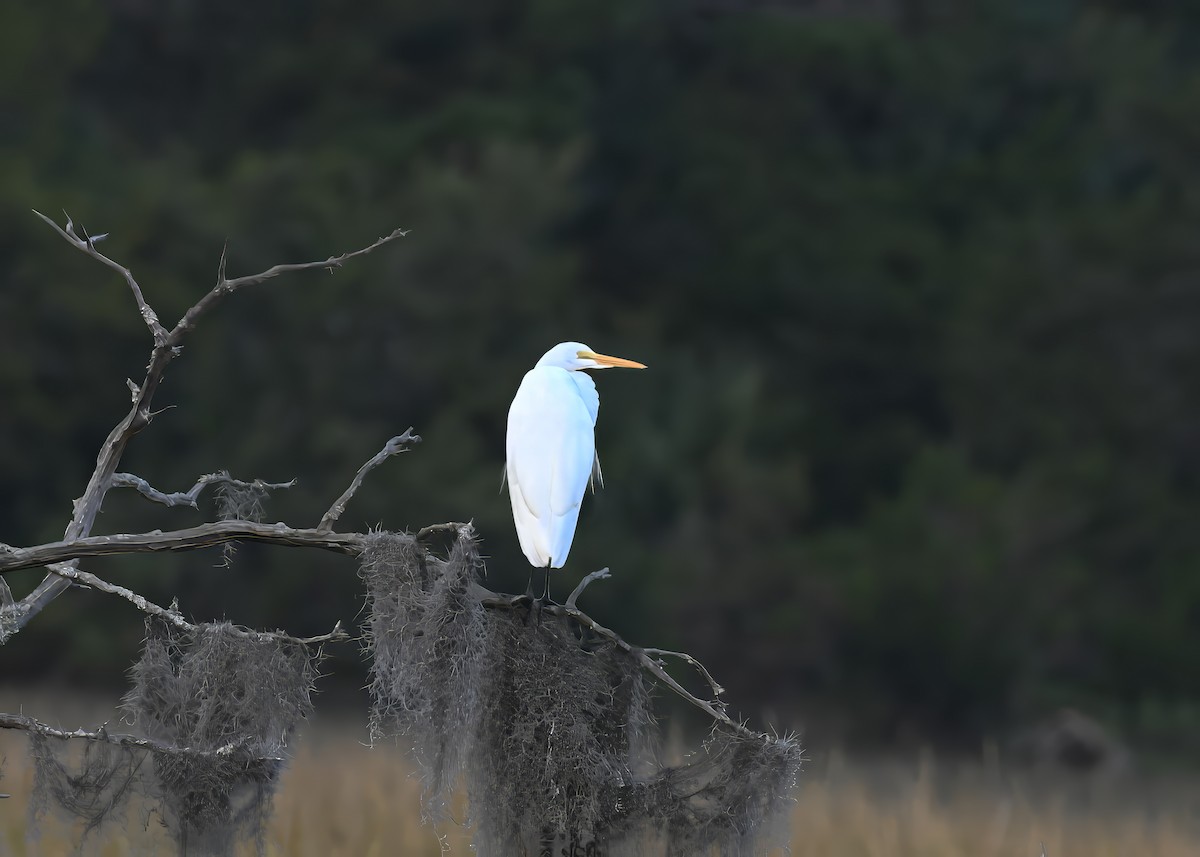 Цасч дэглий - ML644541764