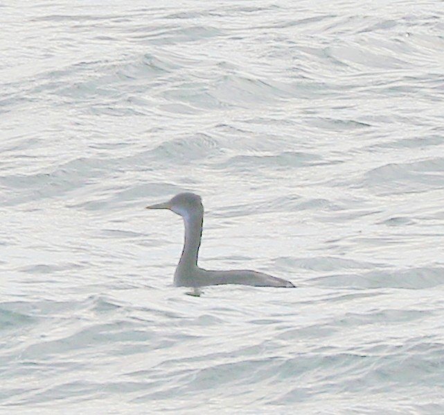 Red-necked Grebe - ML644541803