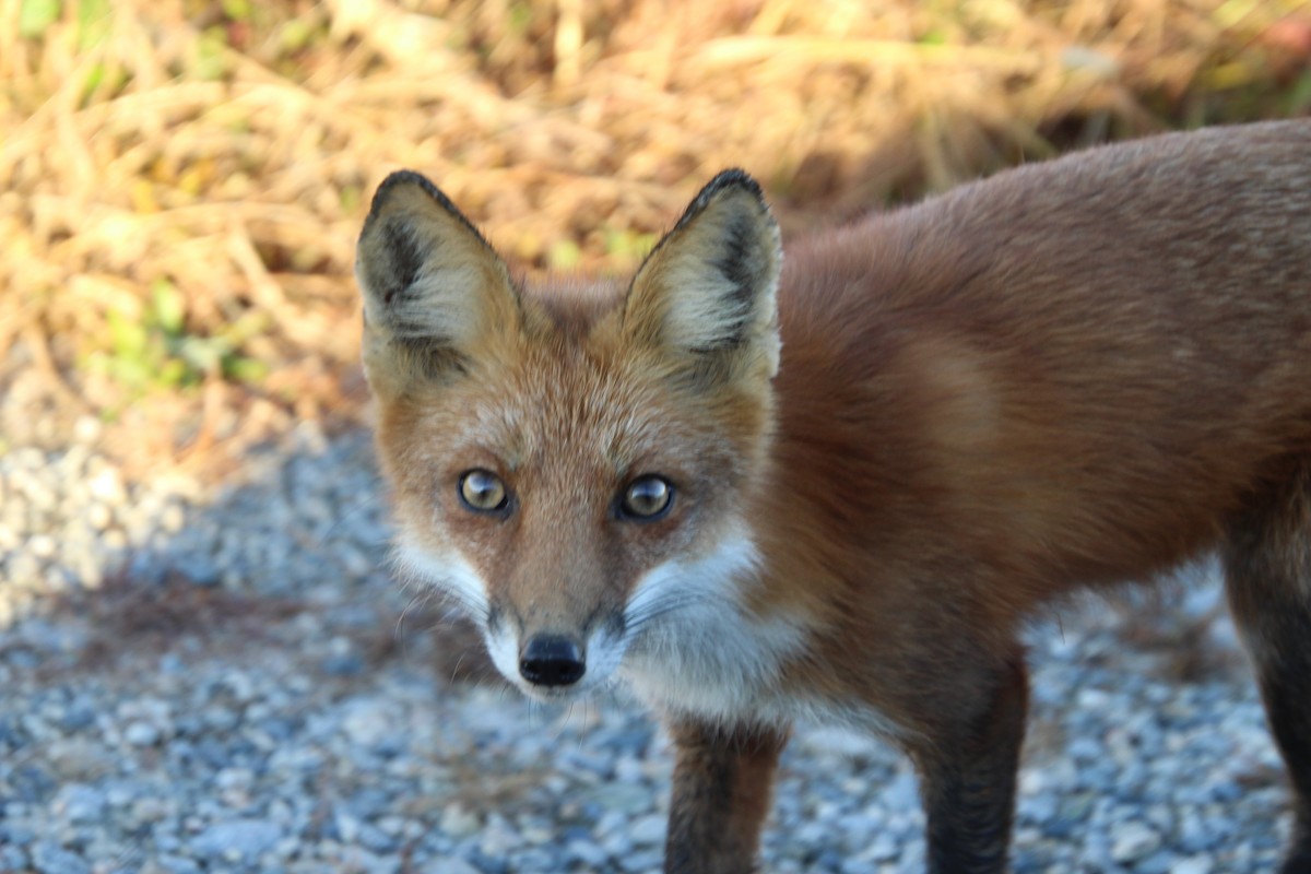 Animals - ML644541812