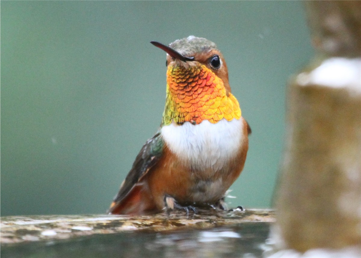 Colibri d'Allen - ML644541814