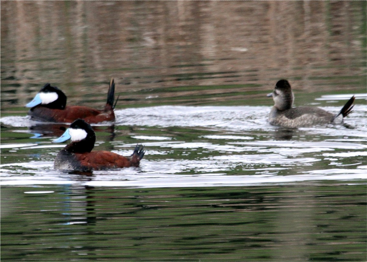 Érismature rousse - ML644541820