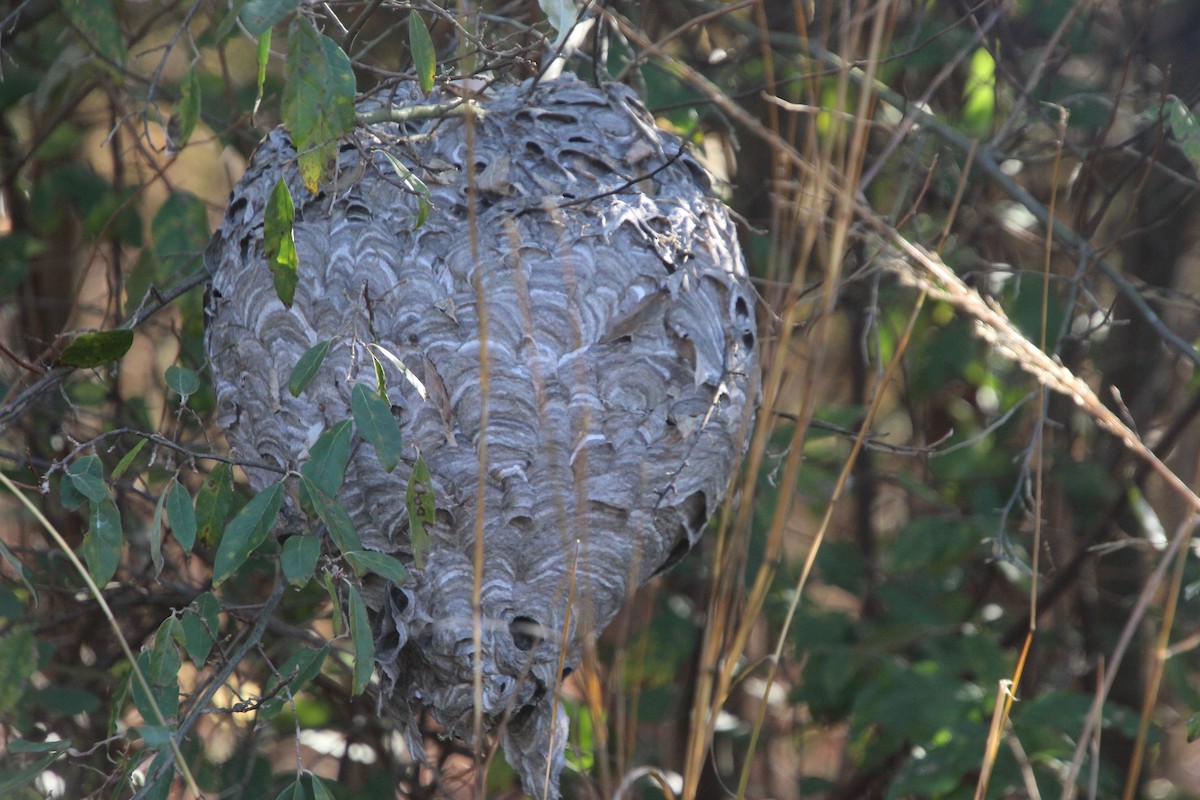 Animals - ML644541826