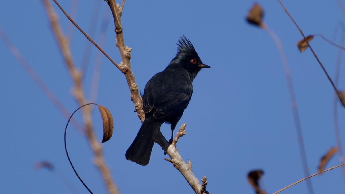 Phainopepla - ML644541837