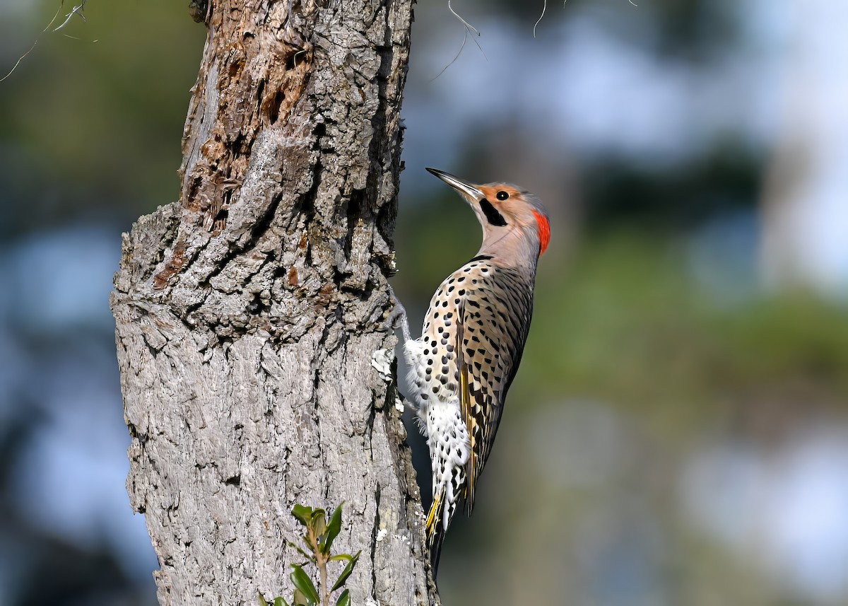 Northern Flicker - ML644541842