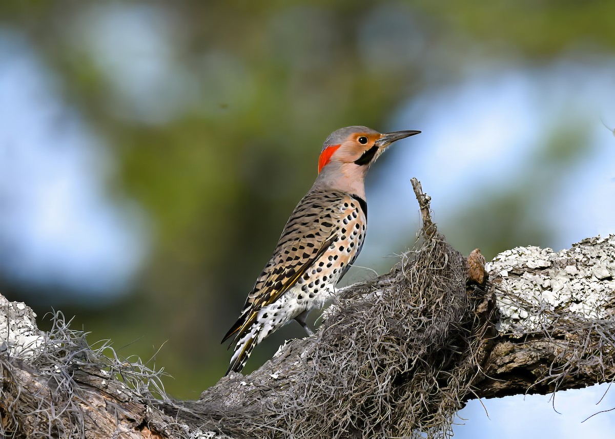 Northern Flicker - ML644541844
