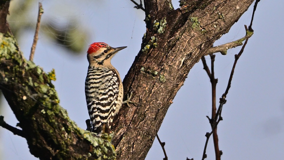 leiderspett - ML644541848