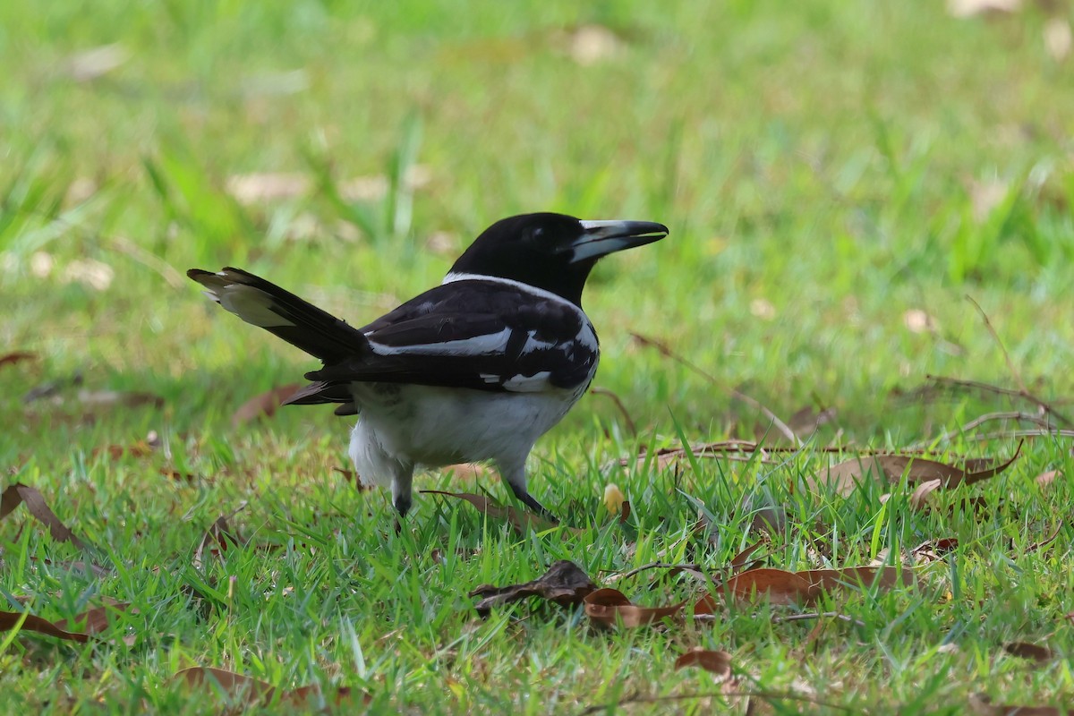 sangslakterfugl - ML644541868