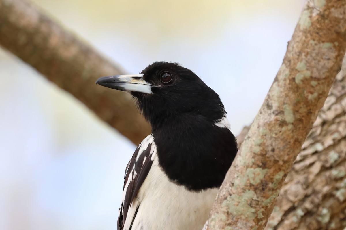 sangslakterfugl - ML644541869