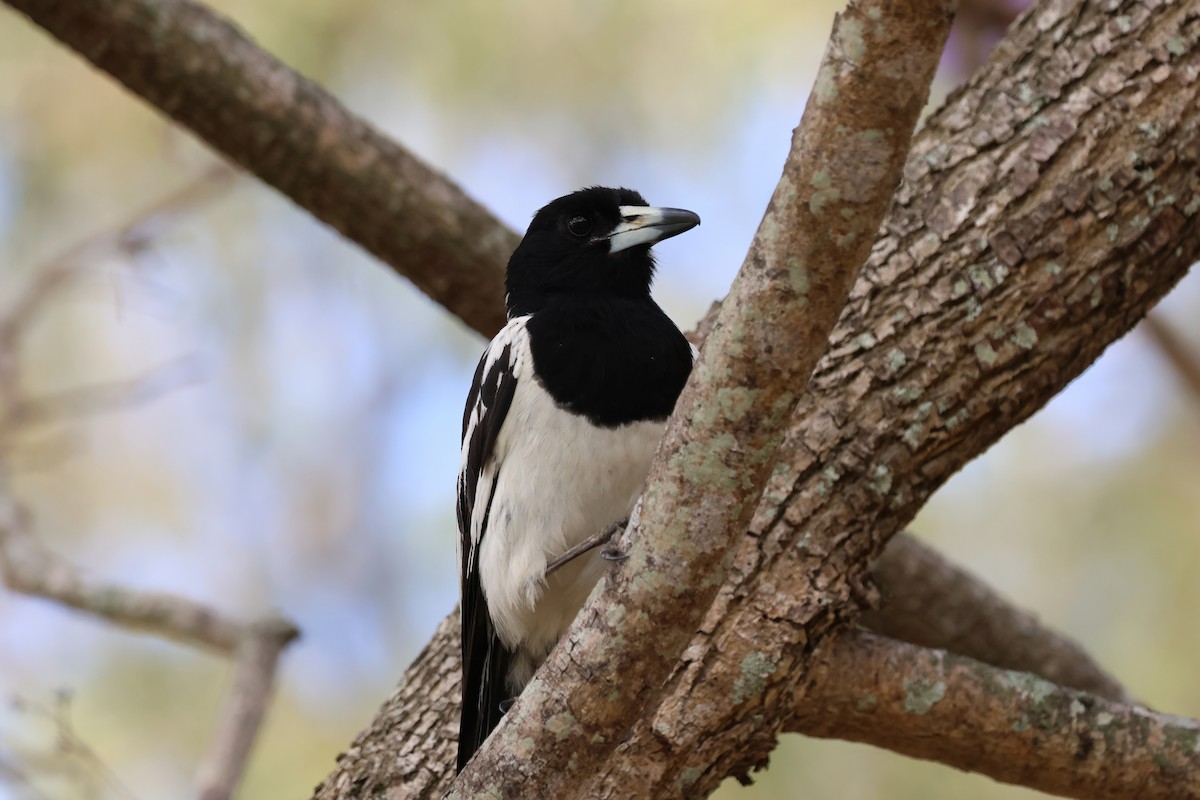 sangslakterfugl - ML644541870