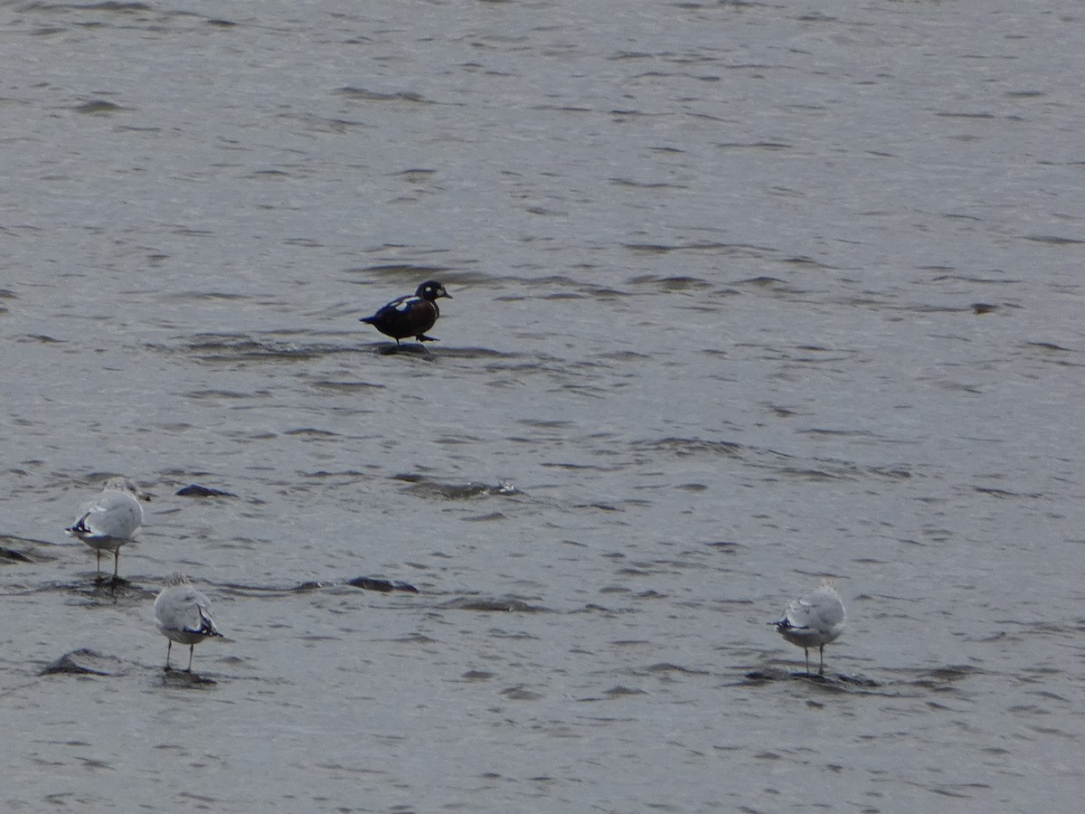 Хотгуужин чөрх - ML644541876