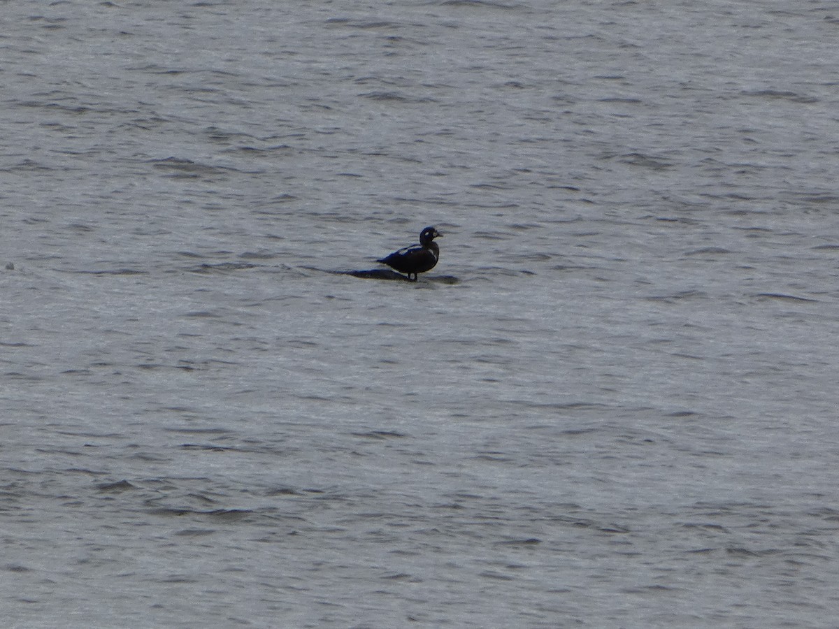 Хотгуужин чөрх - ML644541877