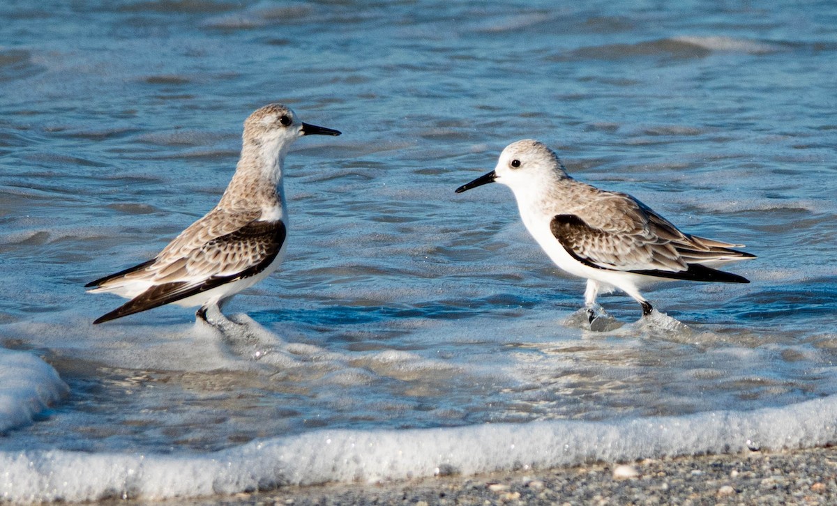 Sanderling - ML644541880