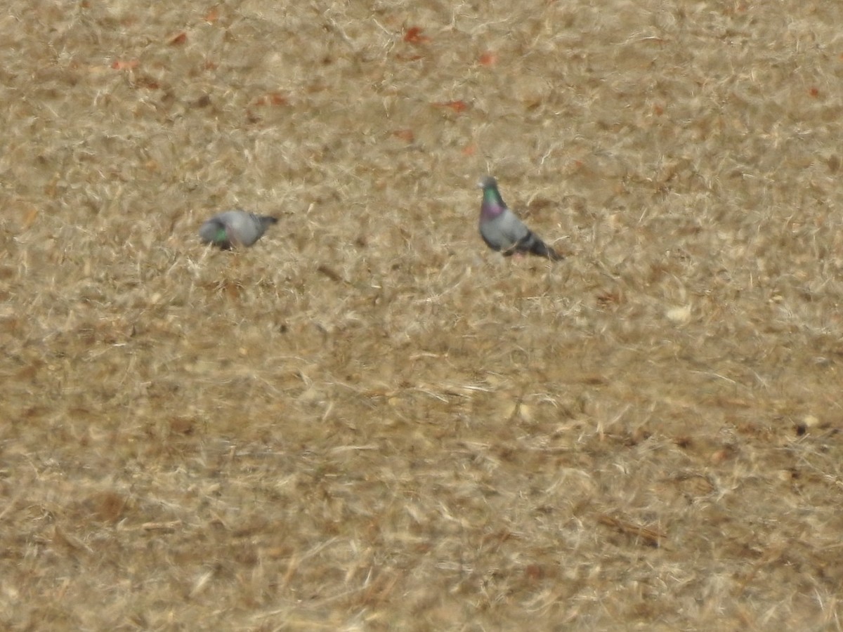 カワラバト（ドバト、家畜型） - ML644541883