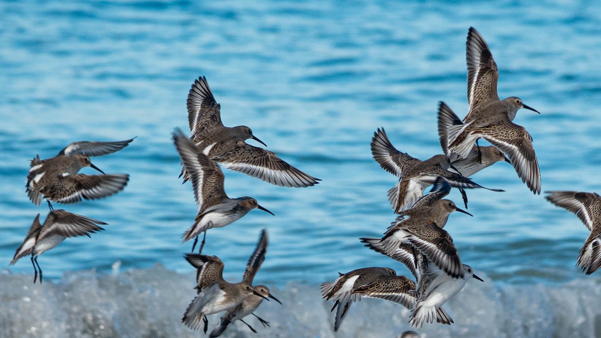 Dunlin - ML644541886