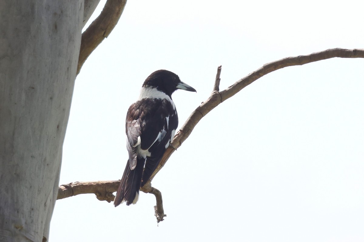 sangslakterfugl - ML644541887