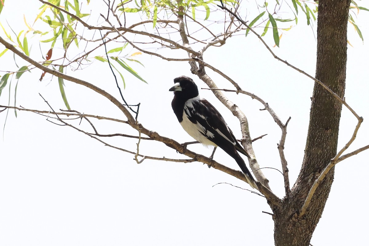 sangslakterfugl - ML644541888