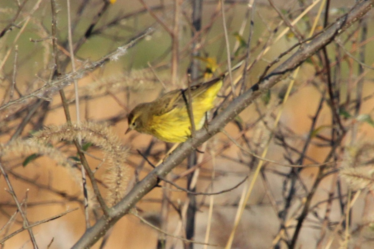 Palm Warbler - ML644541890