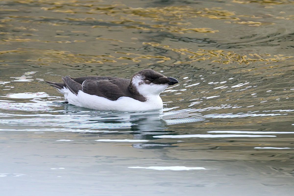 Razorbill - ML644541895