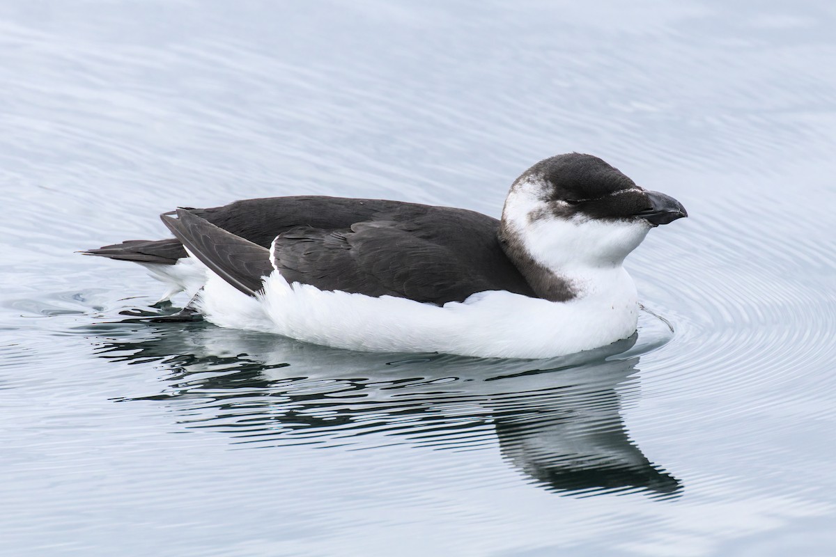 Razorbill - ML644541896