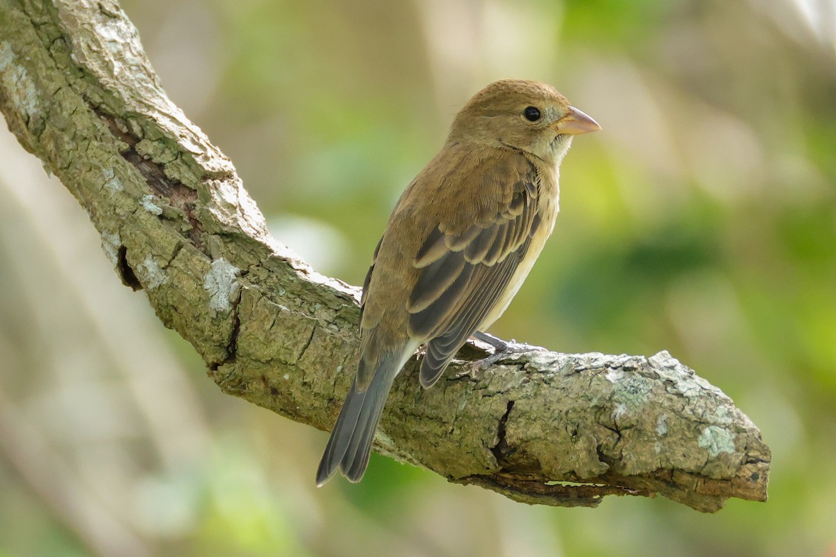 Indigo Bunting - ML644541898
