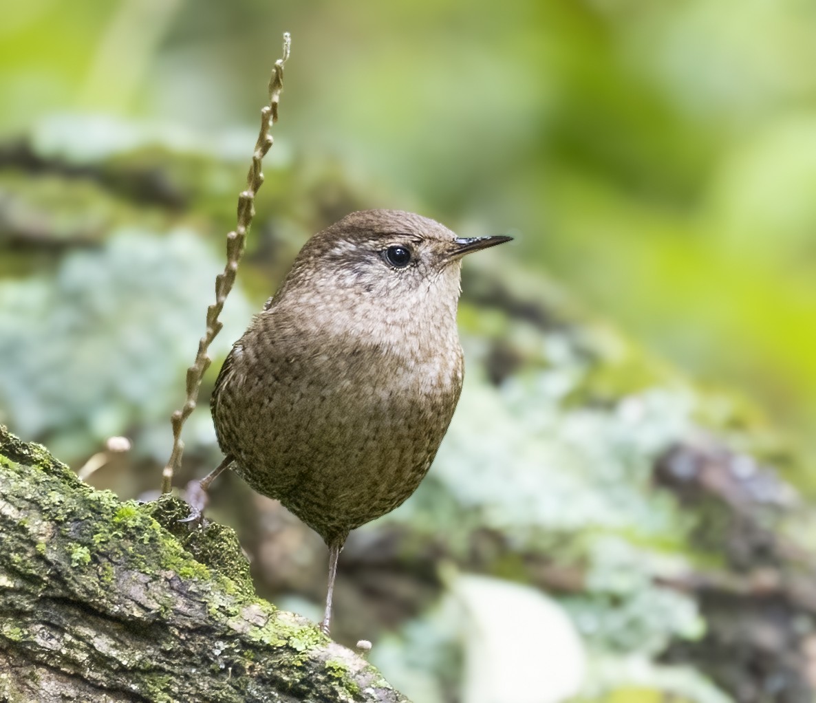 フユミソサザイ - ML644541899