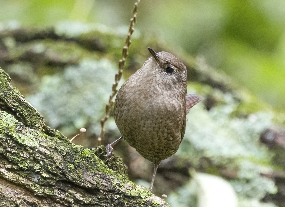 フユミソサザイ - ML644541900