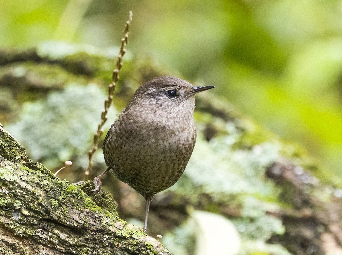 フユミソサザイ - ML644541901