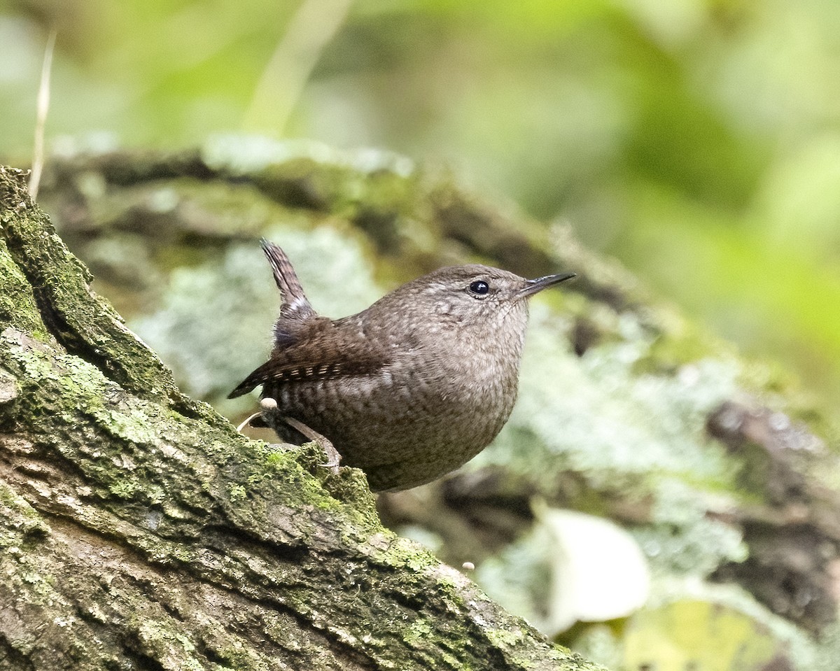 フユミソサザイ - ML644541902