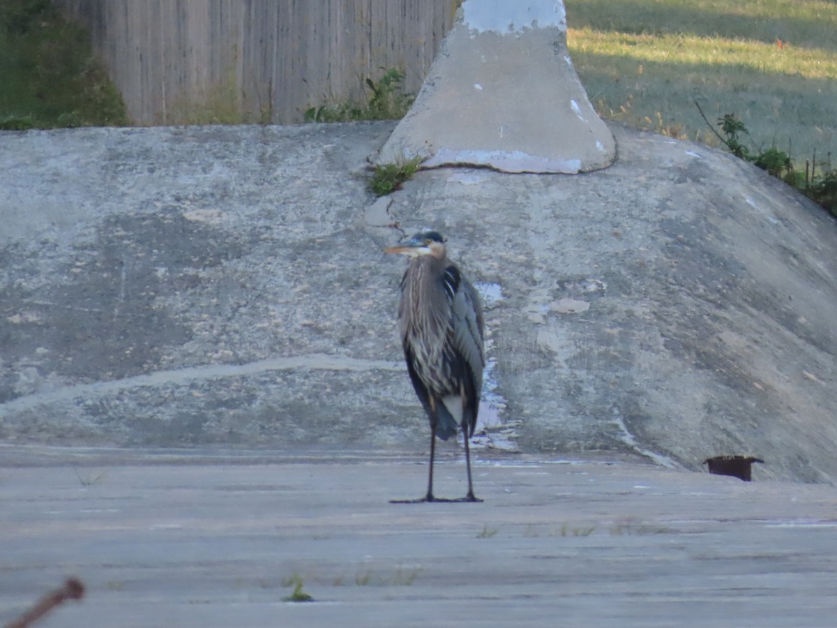 Great Blue Heron - ML644541903