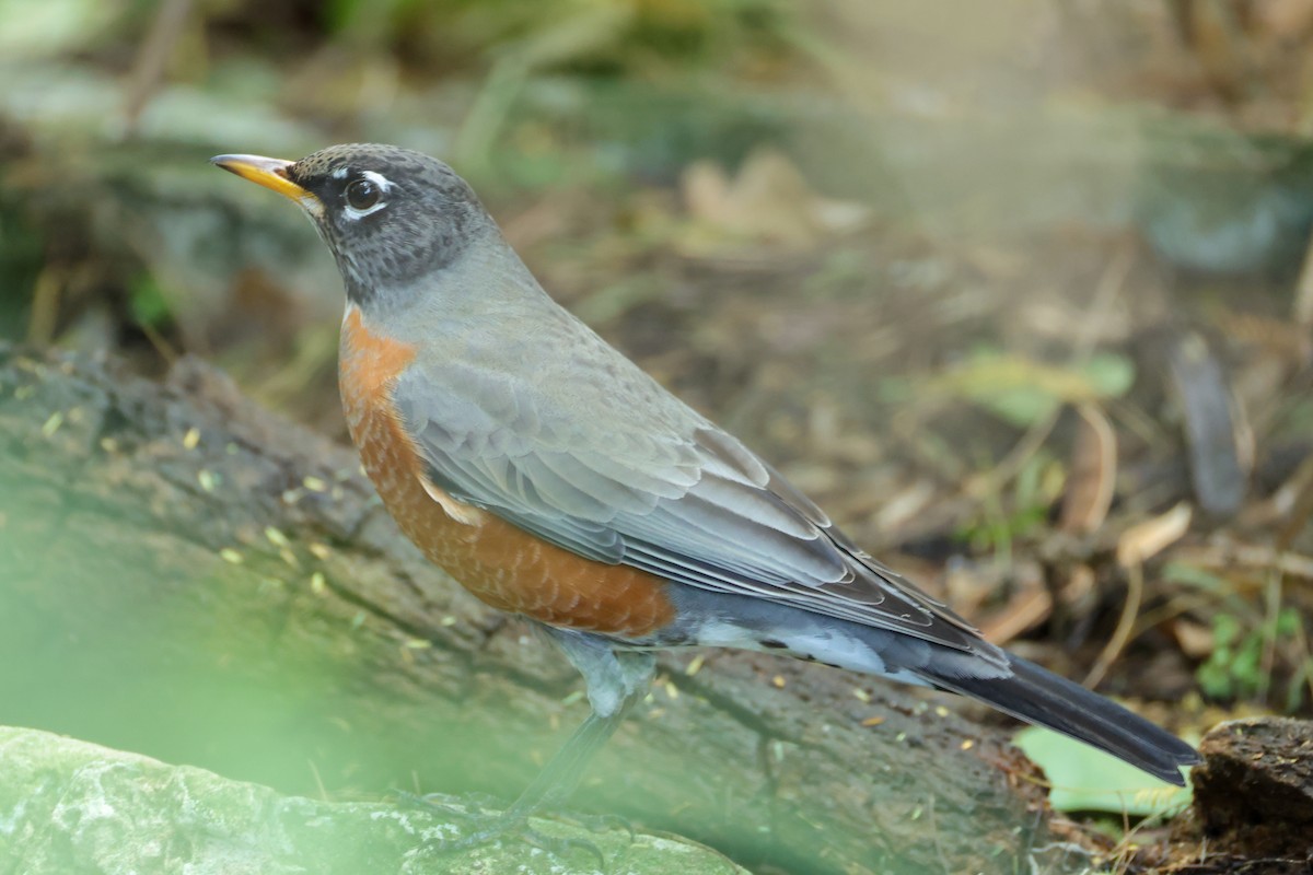 קיכלי נודד - ML644541913