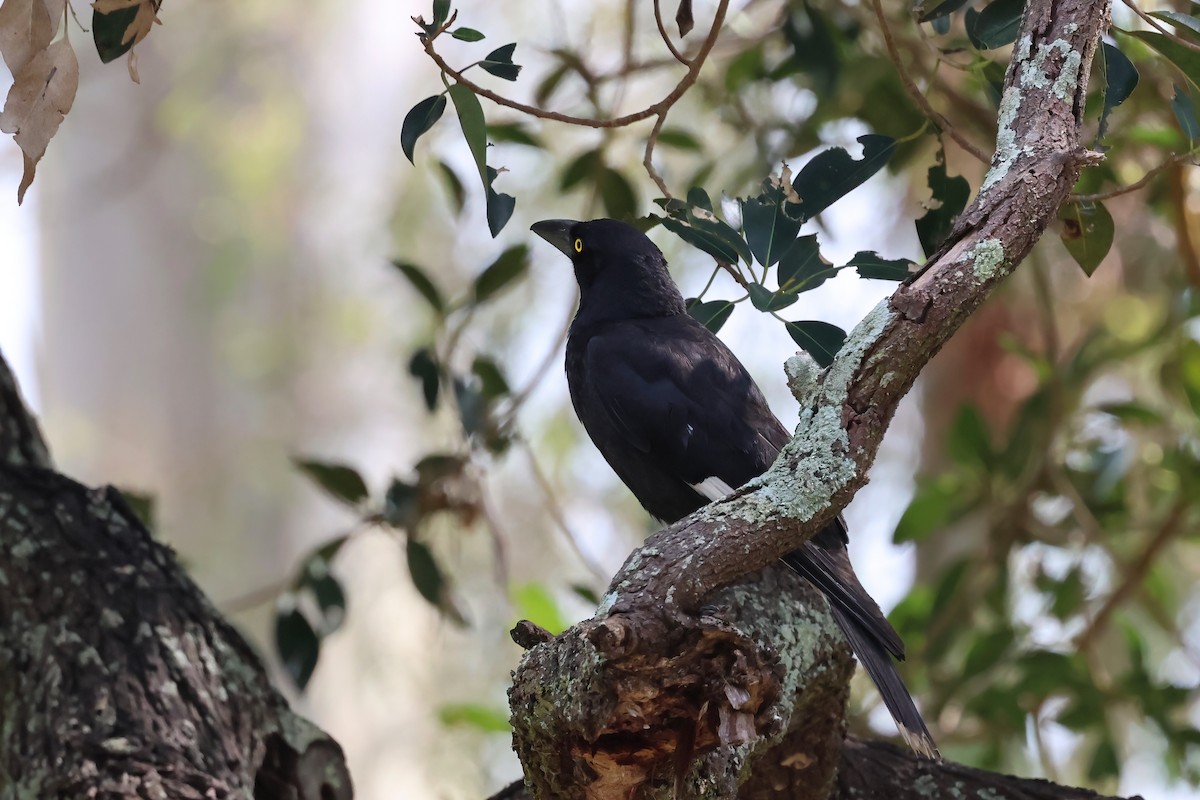 Pied Currawong - ML644541918