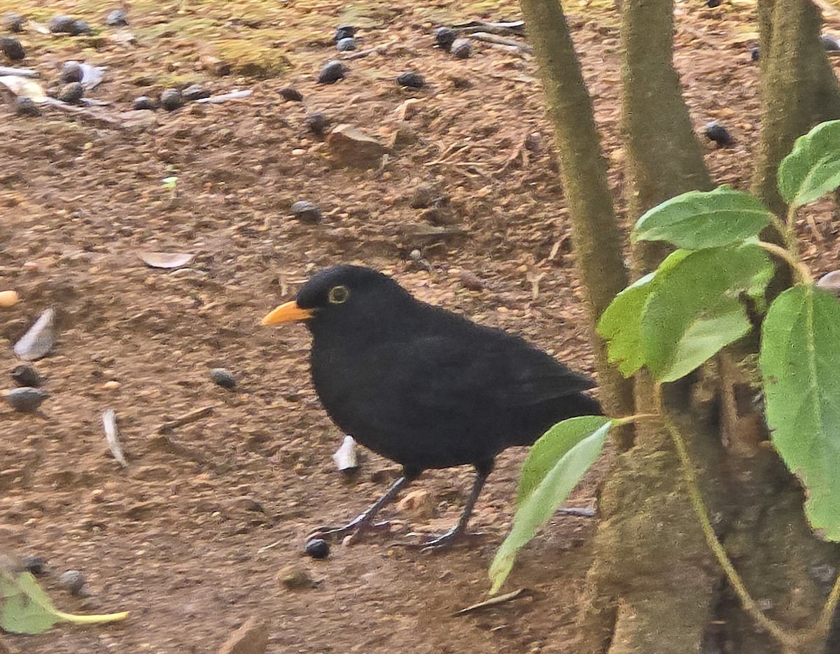 Eurasian Blackbird - ML644541922