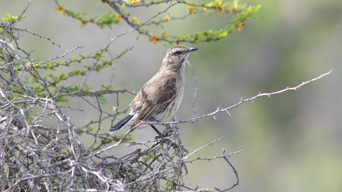 Chilean Mockingbird - ML644541925