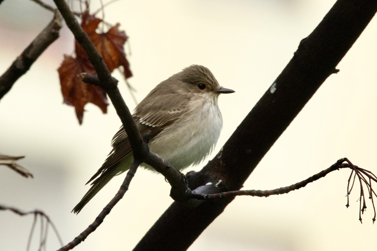 Spotted Flycatcher - ML644541928
