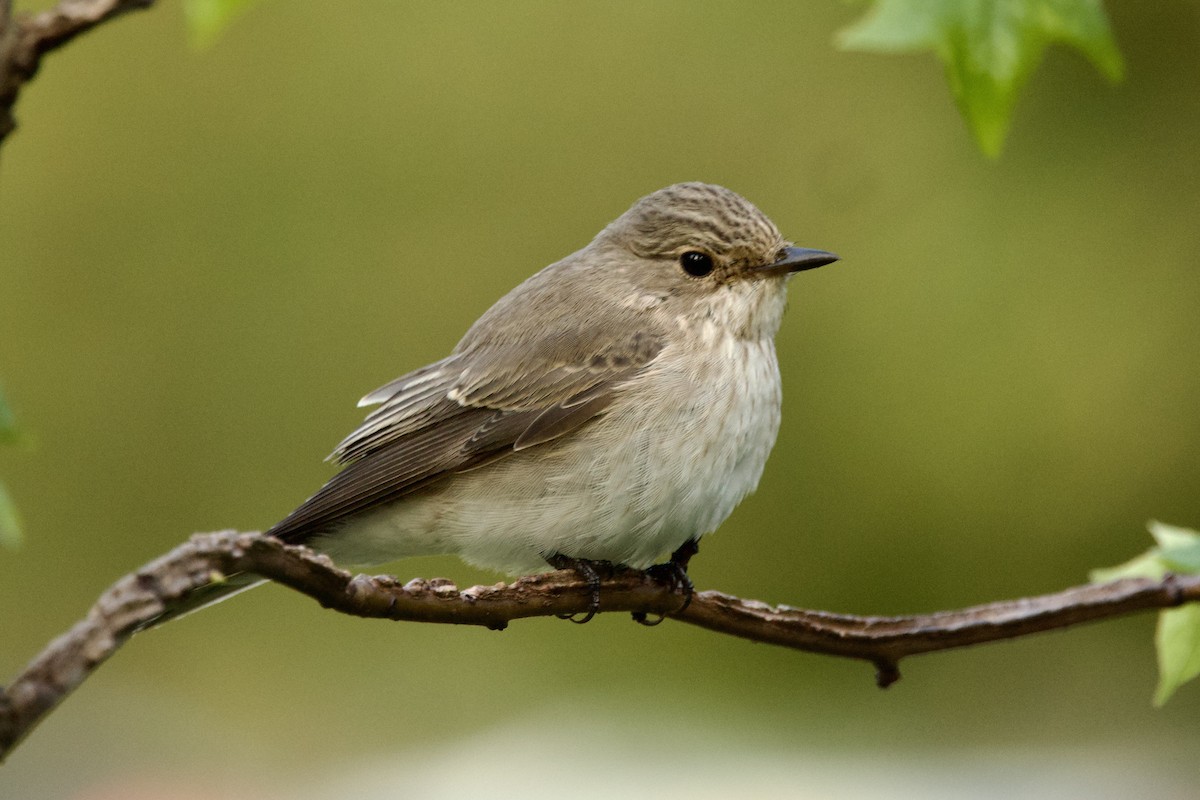 Spotted Flycatcher - ML644541929