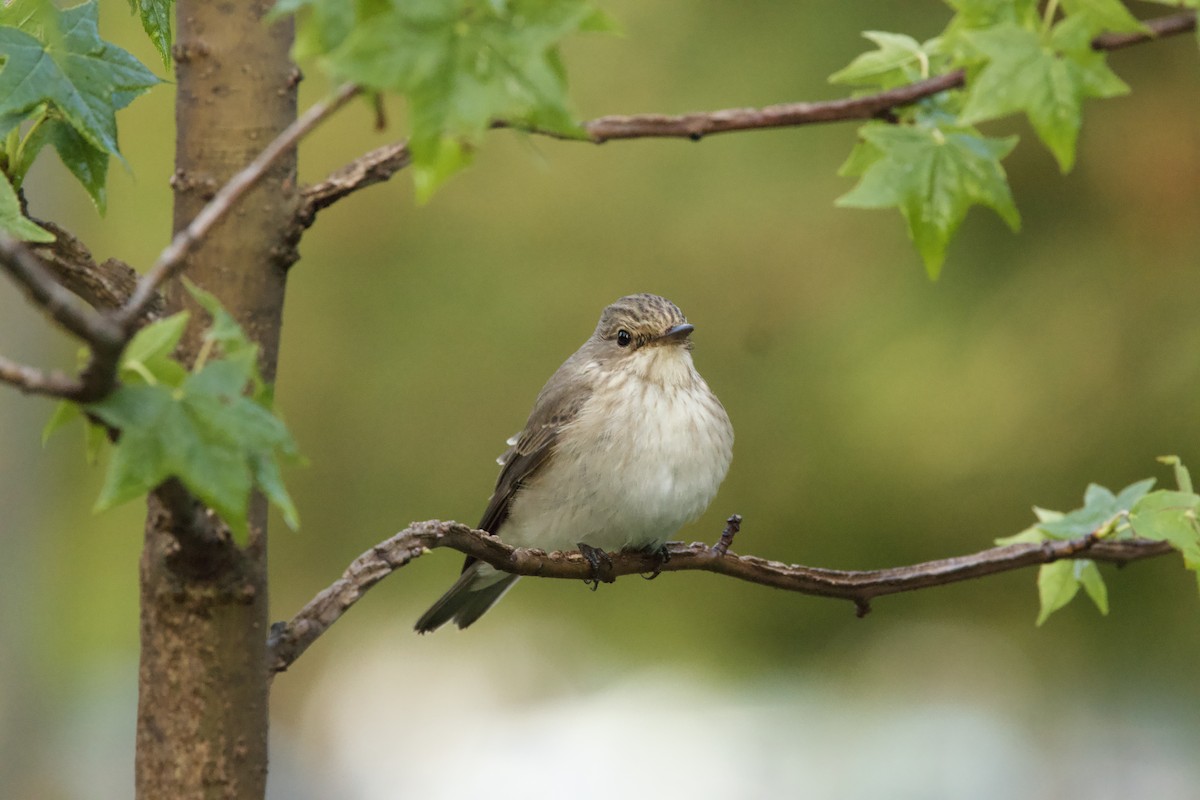 Spotted Flycatcher - ML644541930