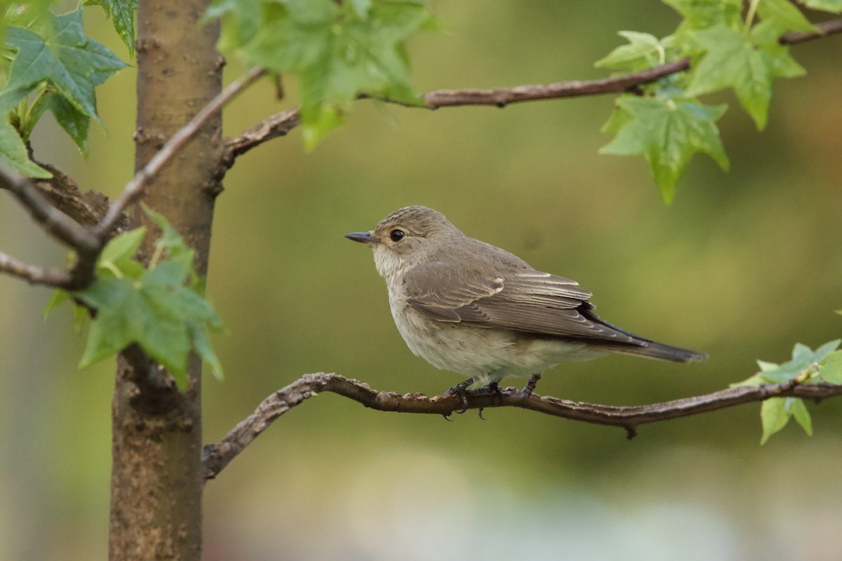 Spotted Flycatcher - ML644541931